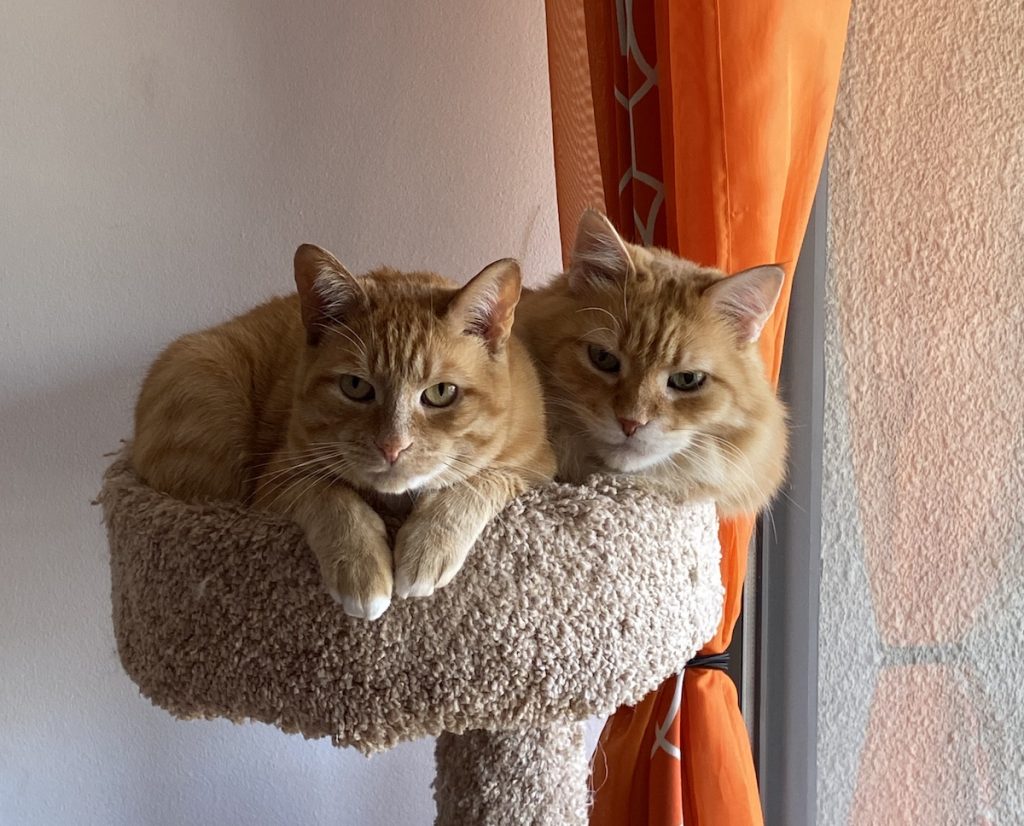 Archie (left) and Frank