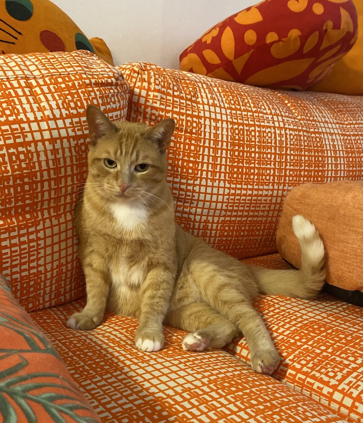 Orange Archie on his orange couch