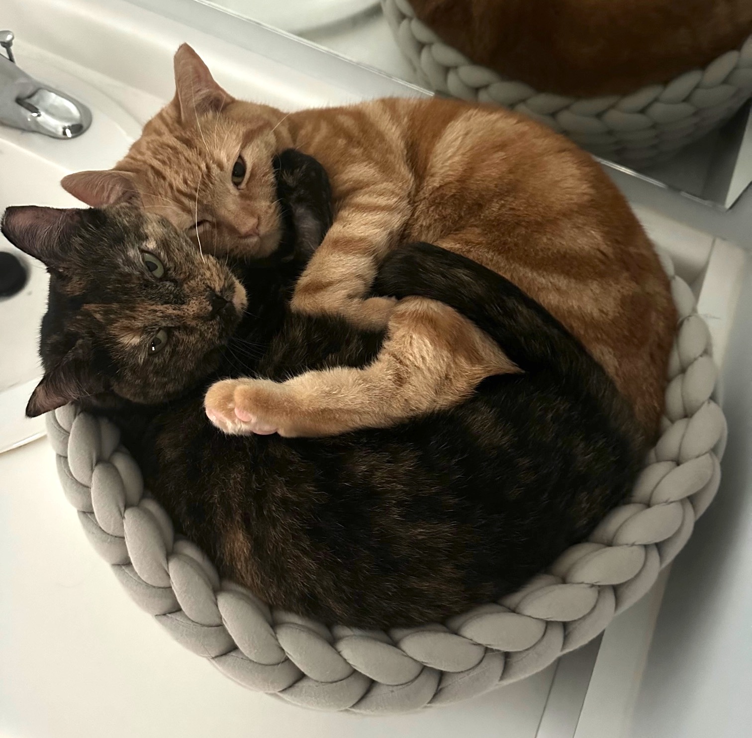 GinGin and Lollipop cuddling in a basket