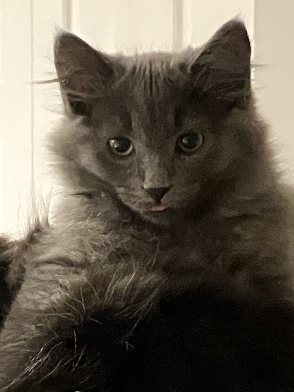 Kitten Jessy (before she was Ro)