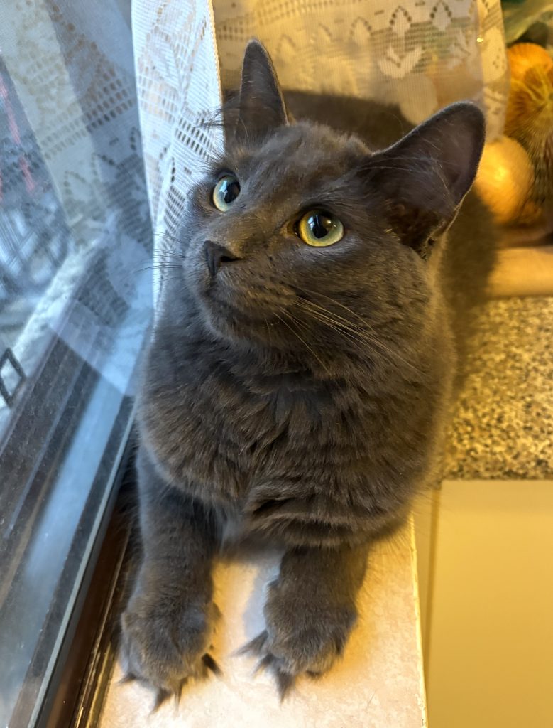Ro (and her toe floof!) watching Cat TV
