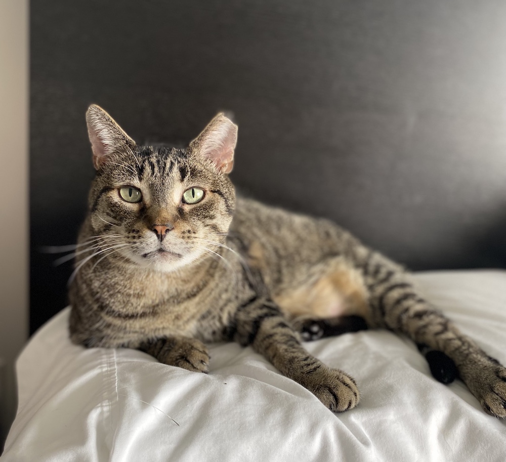 Toast enjoying the comforts of home