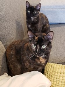 Willow and Wisp are happy in their furever home