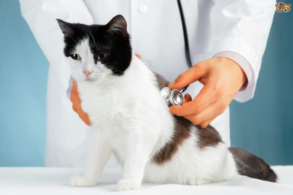 cat health check