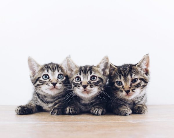Kitten trio